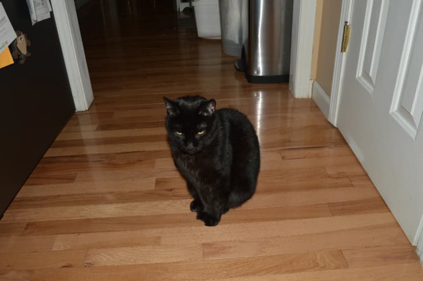 Mom's cat Lucky